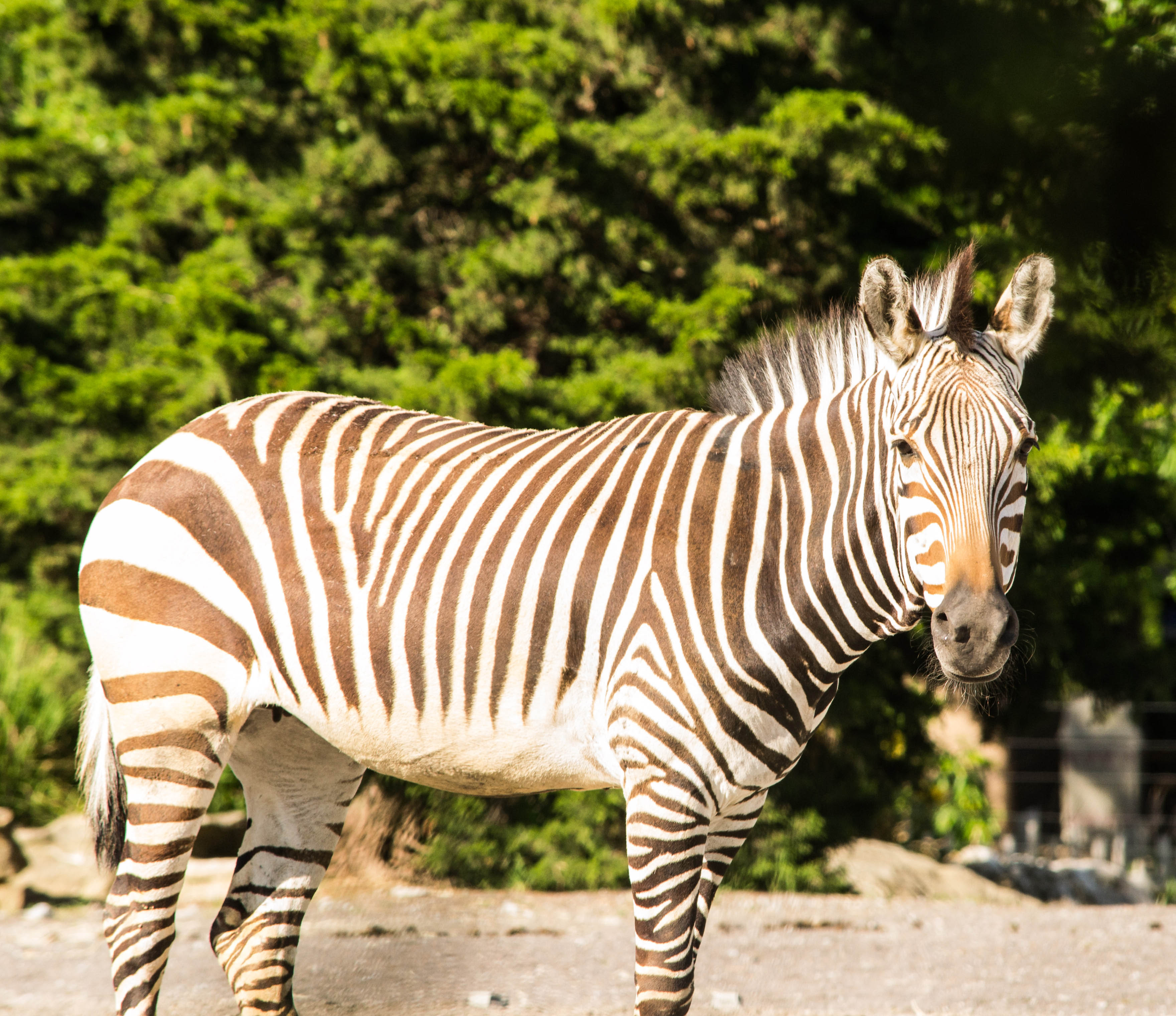 Say hello to Azizi! Louisville Zoo welcomes new zebra | whas11.com